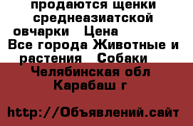 продаются щенки среднеазиатской овчарки › Цена ­ 30 000 - Все города Животные и растения » Собаки   . Челябинская обл.,Карабаш г.